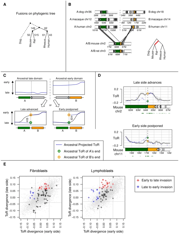 ToR divergence at genome rearrangement sites.