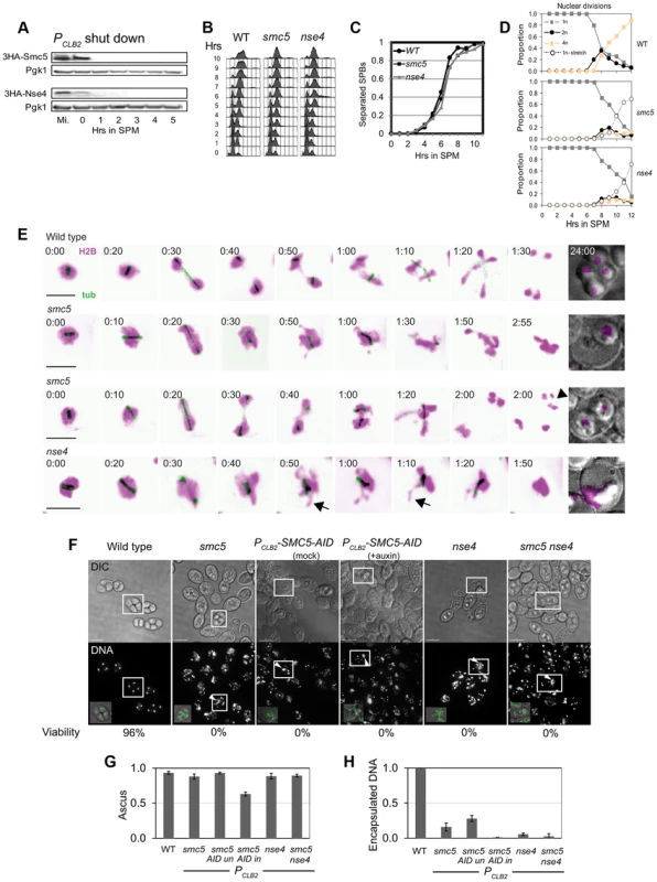 Meiotic depletion of Smc5 or Nse4 leads to meiotic catastrophe.