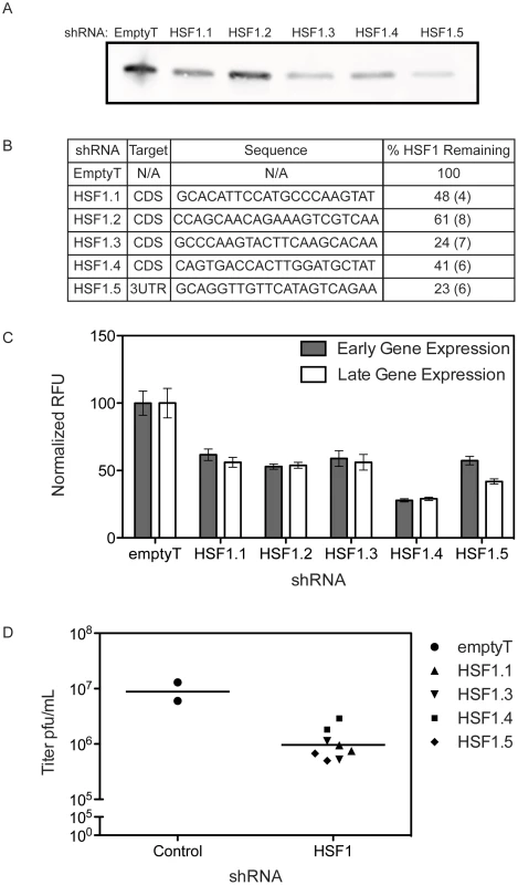 HSF1 knockdown inhibits VACV infection.