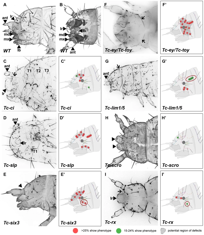 Genes whose knock down result in severe defects in larval cuticles.