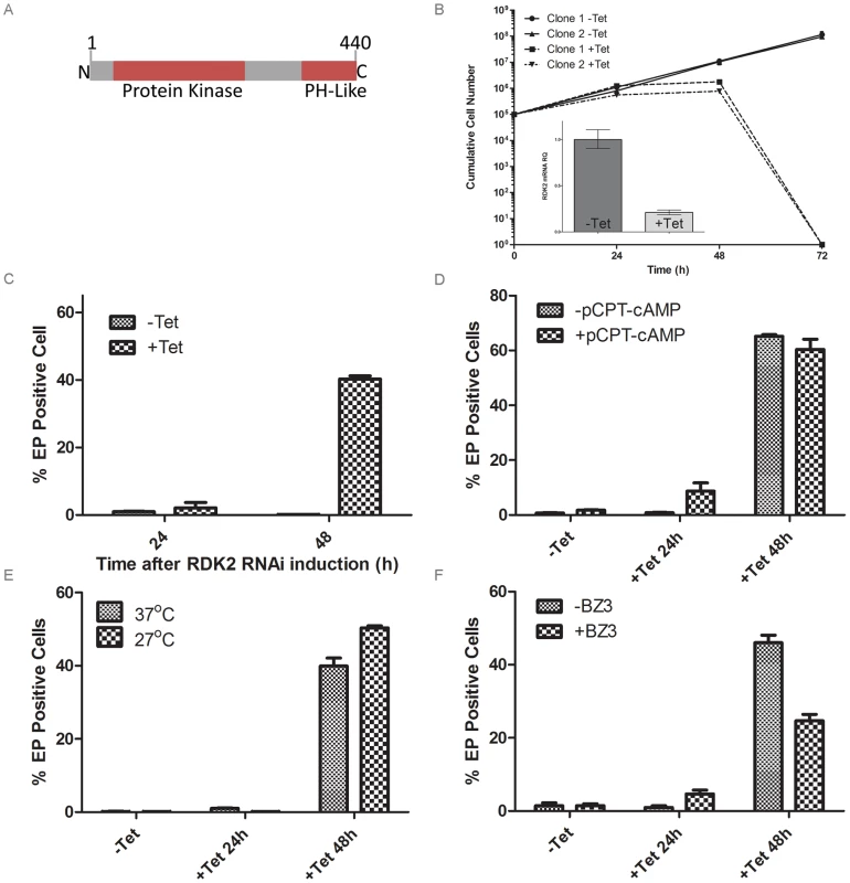 RDK2 is a repressor of BSF to PCF differentiation.