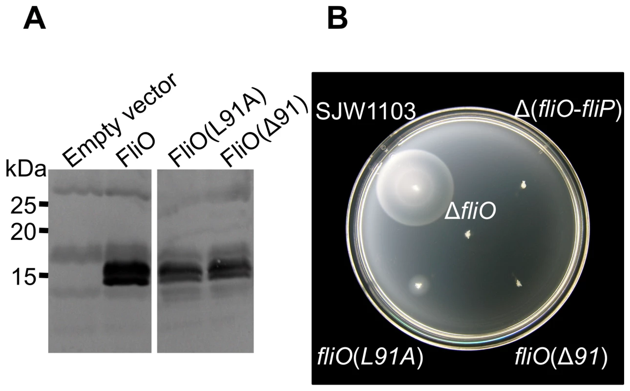 Residue leucine 91 is important for FliO function.
