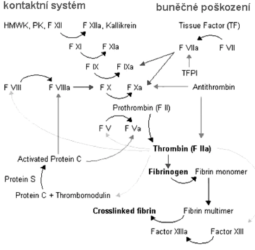Koagulační kaskáda (zdroj http://kuwait-md.org).
