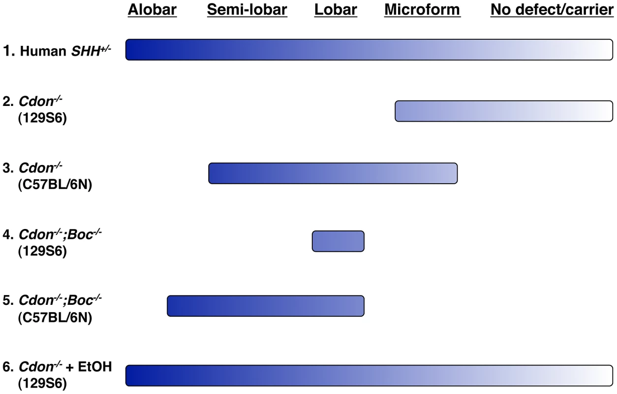 Spectrum of HPE phenotypes in various mouse models.