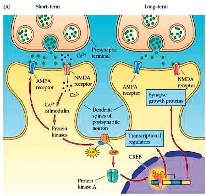 Externalizace AMPA receptorů a růst nové synapse.
(Převzato Purves, D. et al., Neuroscience 4ed 2014.)