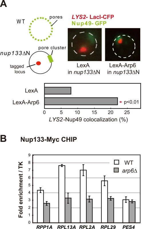 Involvement of Arp6 in intranuclear organization through the NPC.