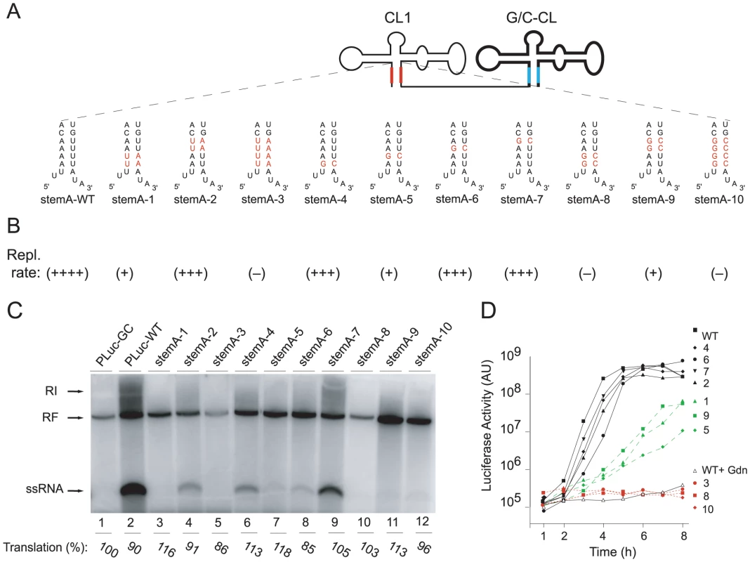 Replication of Double Cloverleaf replicons bearing mutations within StemA.