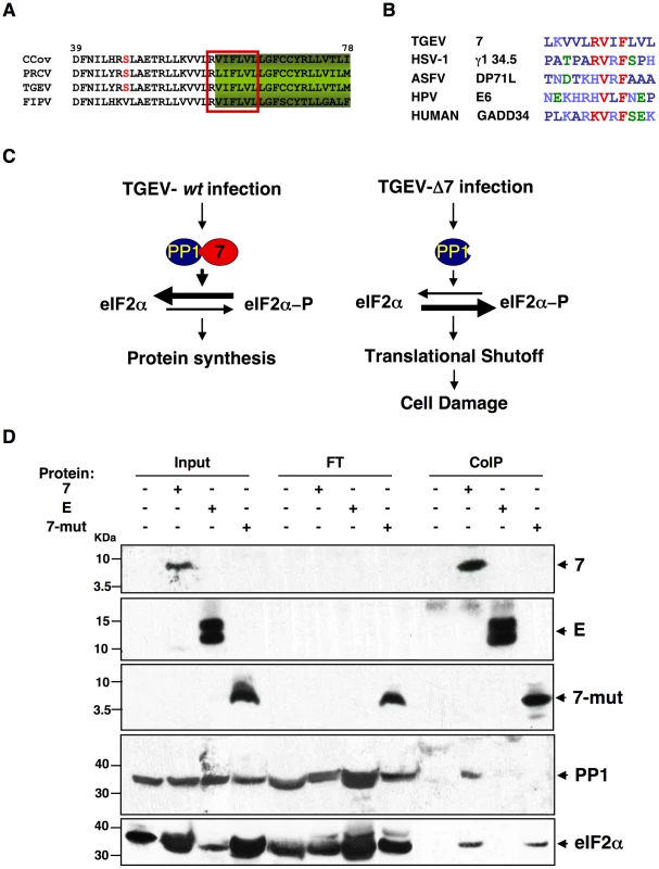 PP1c binding motif in genus α1 CoV protein 7.