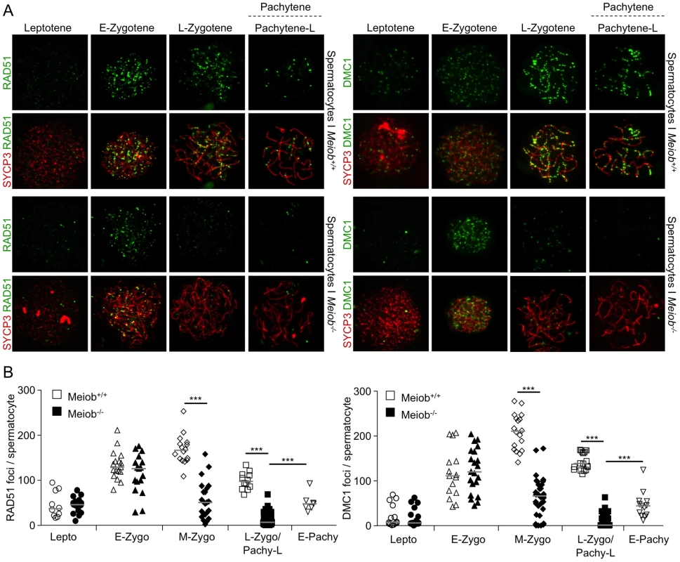 <i>Meiob</i> is necessary for the maintenance of RAD51/DMC1 recombinase foci during meiotic prophase I.