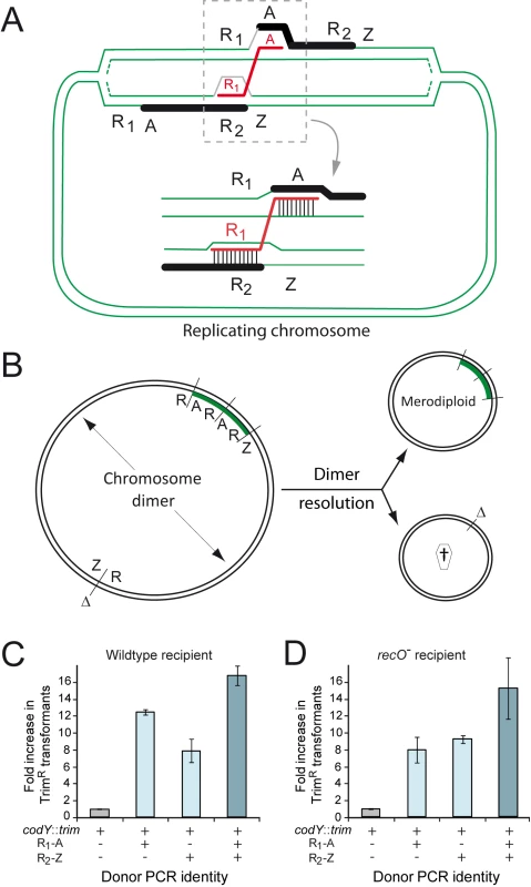 RecO and the generation of merodiploids by transformation.