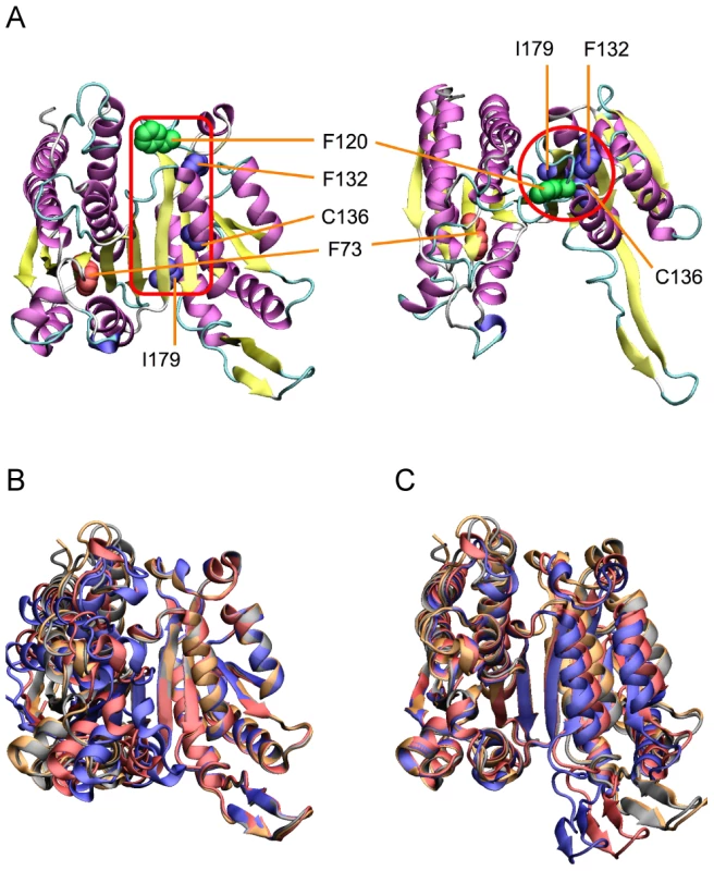 Locations of compensatory mutations for F73L.