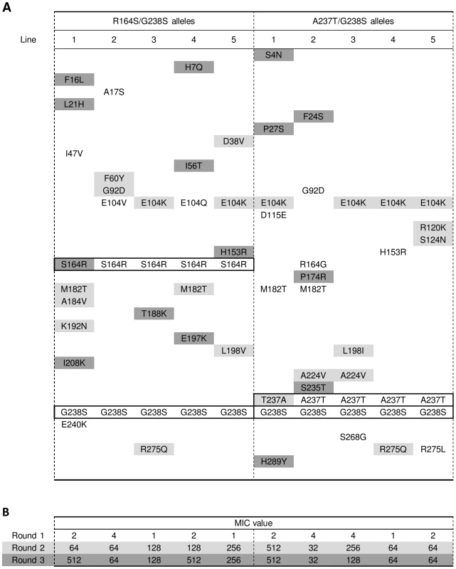Amino acid substitutions in evolved TEM double-mutants R164S/G238S and A237T/G238S.