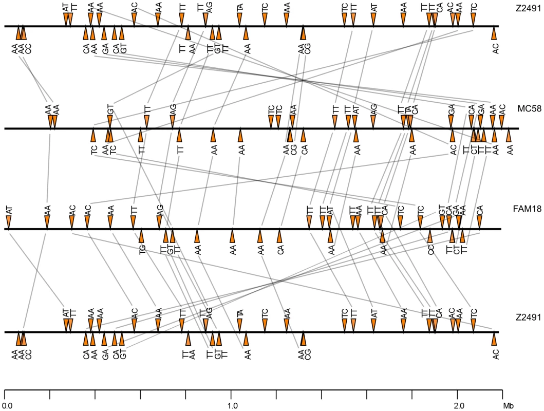 Distribution of the Correia α-right<sup>Y128T</sup> repeats in the <i>N. meningitidis</i> Z2491, MC58, and FAM18 genomes.