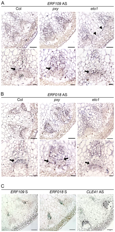 <i>ERF109</i> and <i>ERF018</i> expression determined by <i>in situ</i> hybridization in wild type, <i>pxy</i>, and <i>eto1</i>.