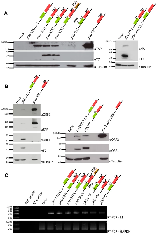 Detection of ORF1p and ORF2p from engineered L1 constructs.