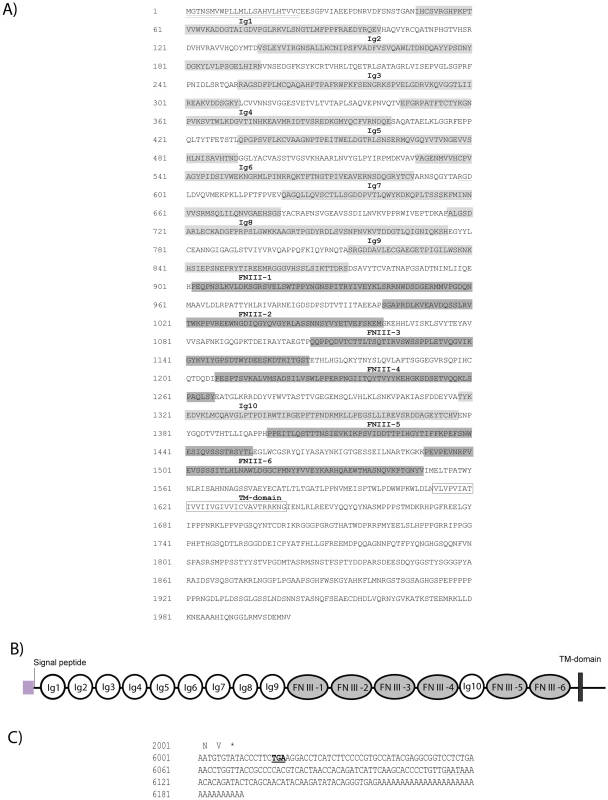 Identification and characterization of Dscam in <i>P. leniusculus</i>.