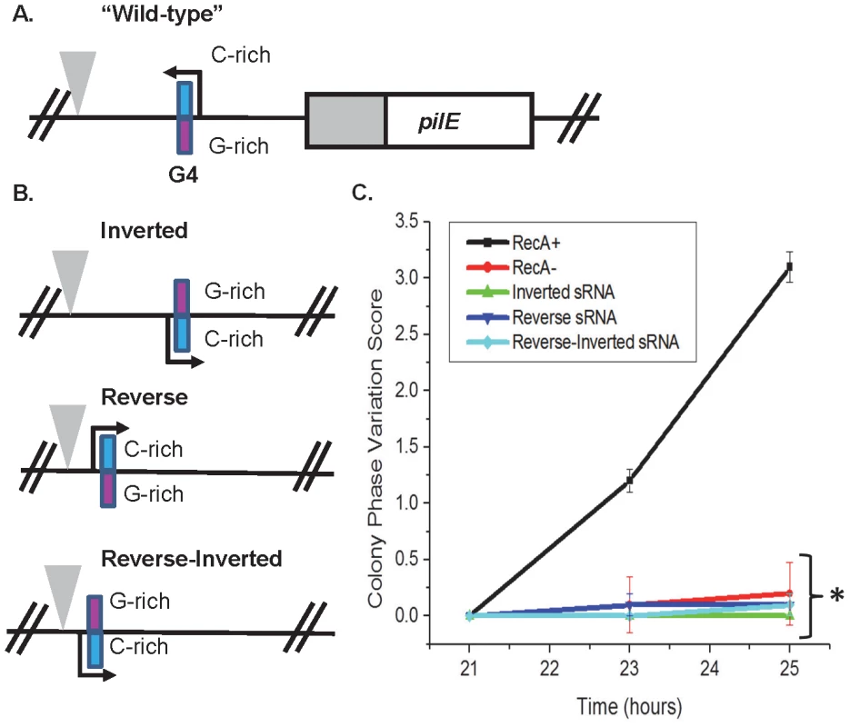 The orientation and direction of the <i>pilE</i> G4 sRNA is required for its function.