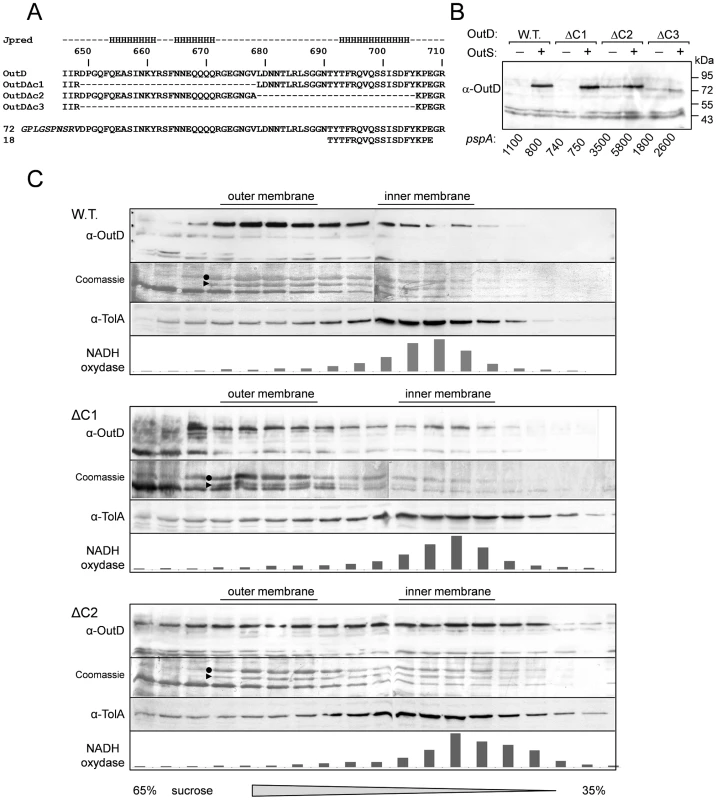 <i>In vivo</i> determination of secretin interactions with pilotin.