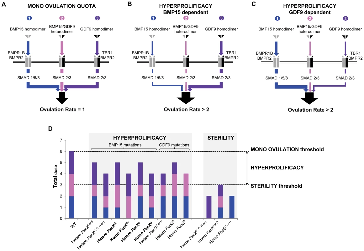 Hypothesized overview of ovulation quota control by the various Fecundity mutations.