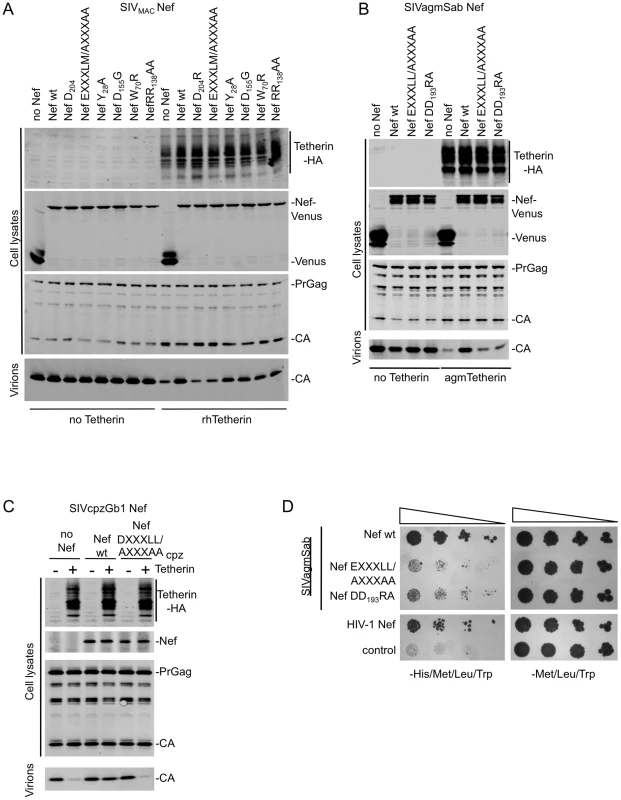 Mutation of Nef residues required for AP-2 binding abolish Tetherin antagonism.