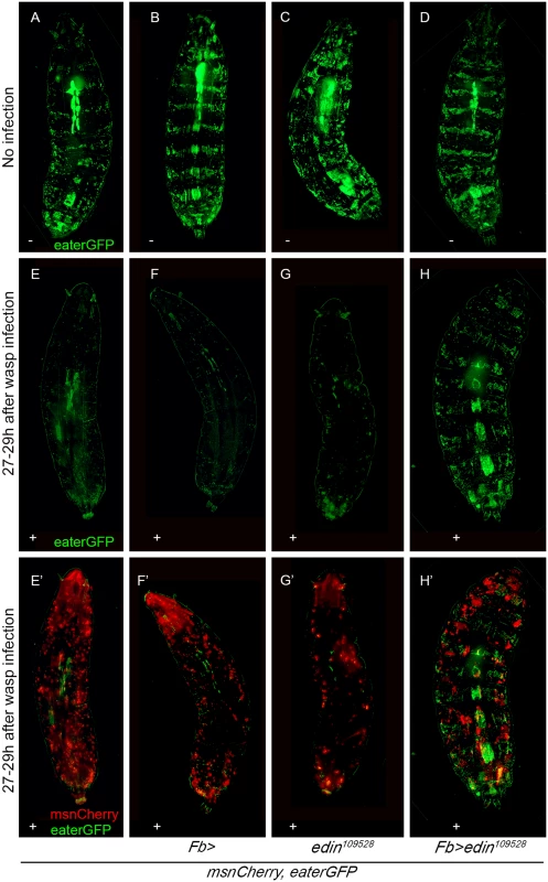 <i>Edin</i> expression in the fat body is required for the activation of plasmatocytes upon a wasp attack 27–29 hours after infection.