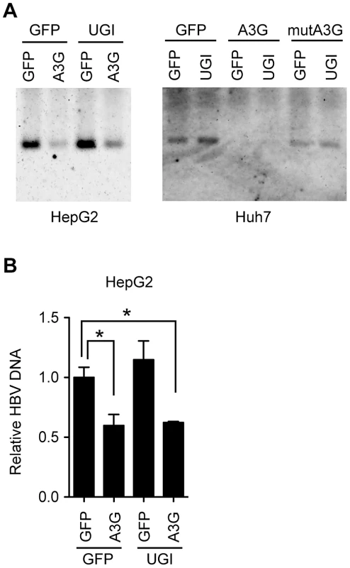 UNG does not affect HBV NC-associated DNA levels during 3 days of culture.
