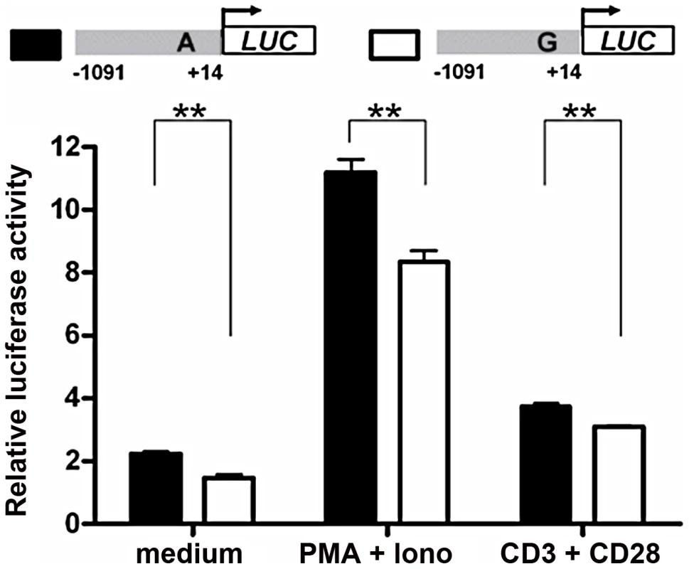 Allelic difference of rs57095329 in <i>miR-146a</i> promoter activity.