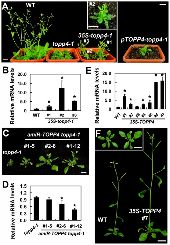 Expression of <i>35S-topp4-1</i>, <i>pTOPP4-topp4-1</i>, or <i>35S-TOPP4</i> in wild-type plants.