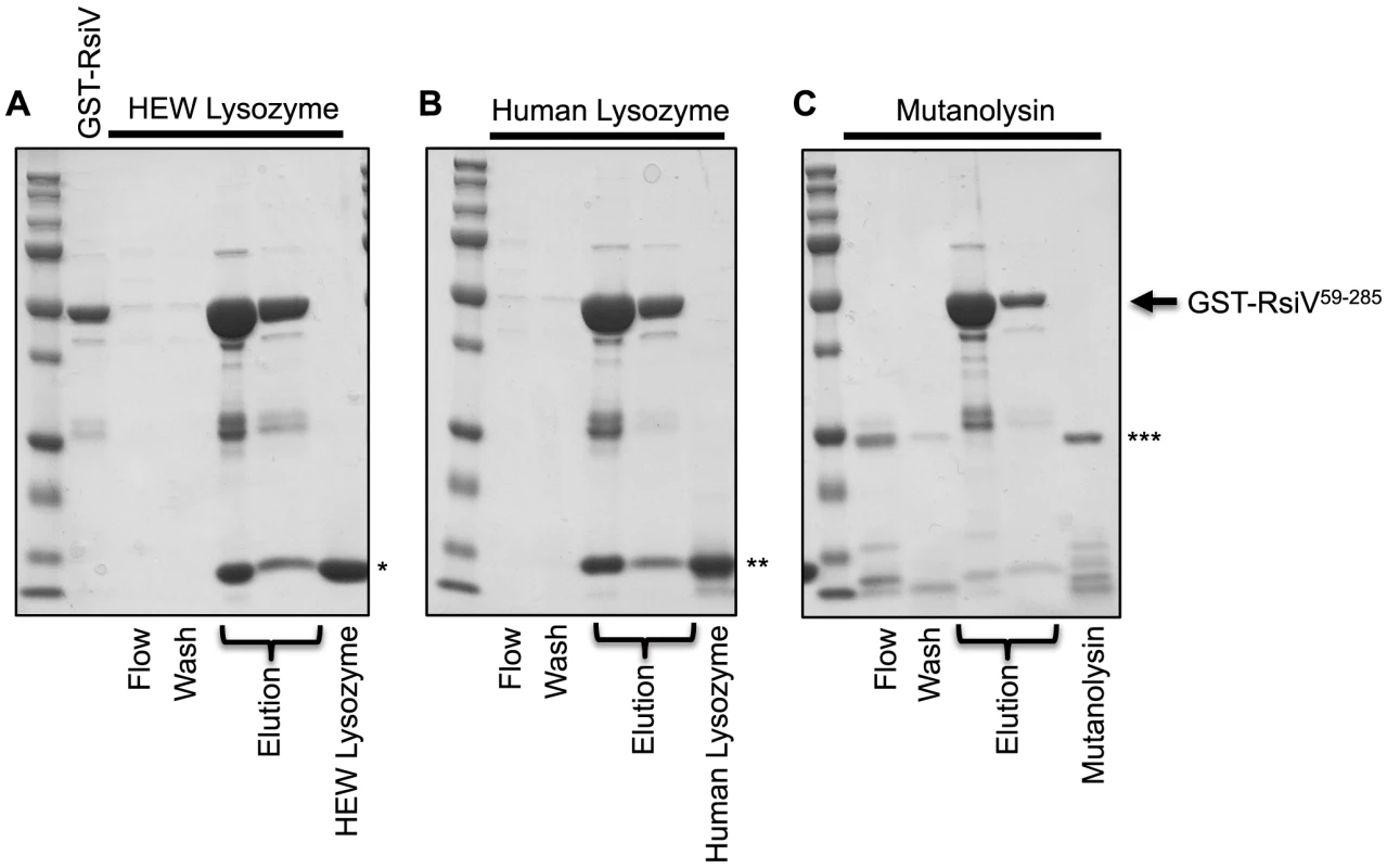RsiV binds C-type lysozyme but not mutanolysin.