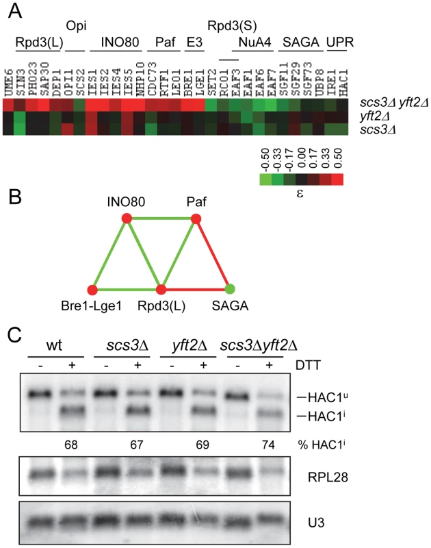 Functional relationships between <i>SCS3</i> and <i>YFT2</i> and transcriptional components associated with the expression of phospholipid biosynthetic genes.