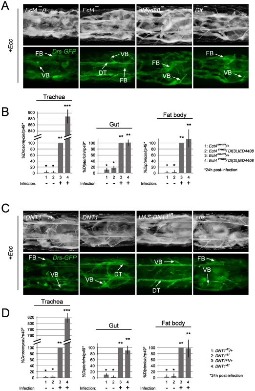 The TIR domain-containing protein Ect4/SARM and the cytokine DNT1/Spz2 negatively regulate tracheal immune response.