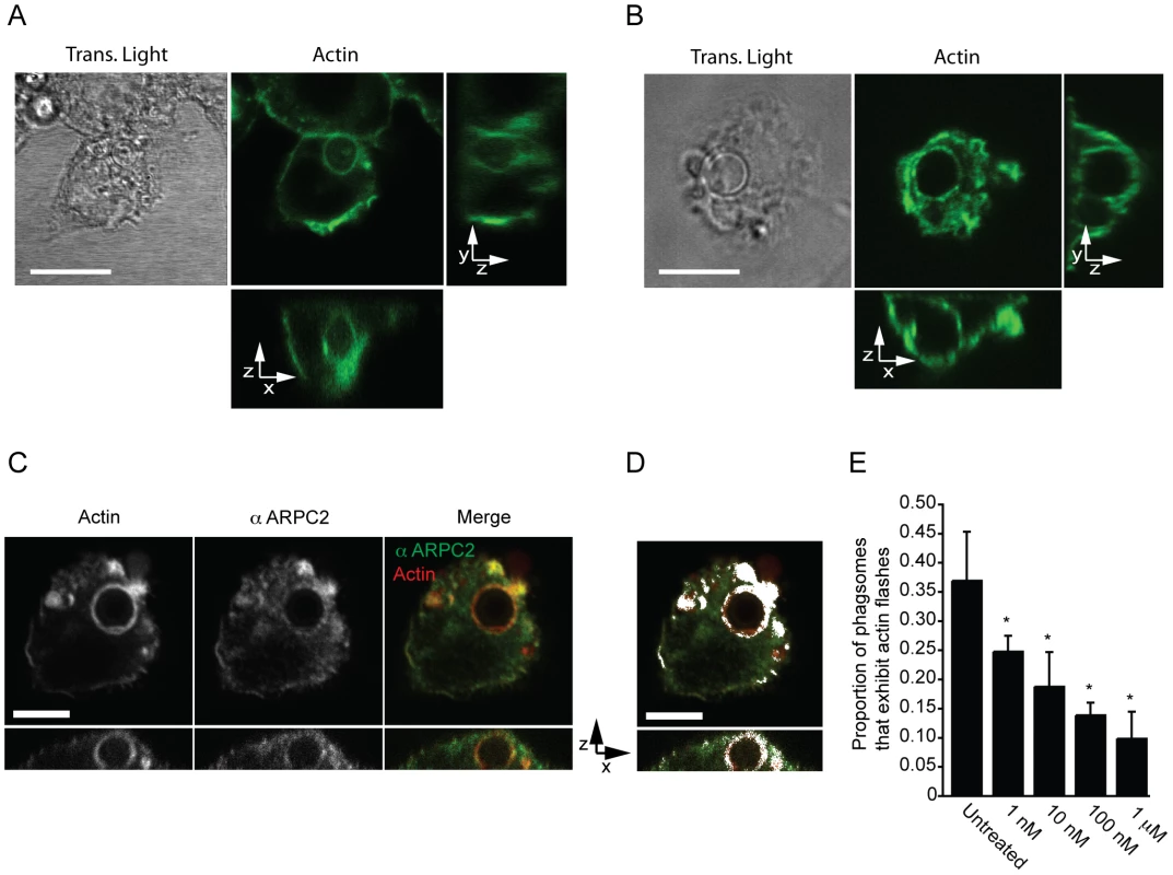 Actin flashes are generated by the Arp2/3-WASP pathway.