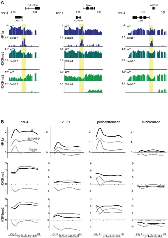 HP1a binds independently of H3K9me to promoters and spreads H3K9me-dependently into gene bodies.