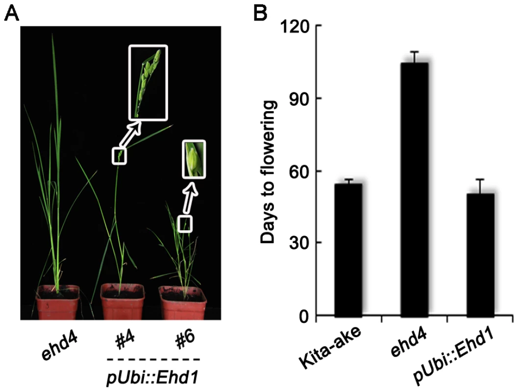 Complementation of <i>ehd4</i> by over-expression of <i>Ehd1</i>.