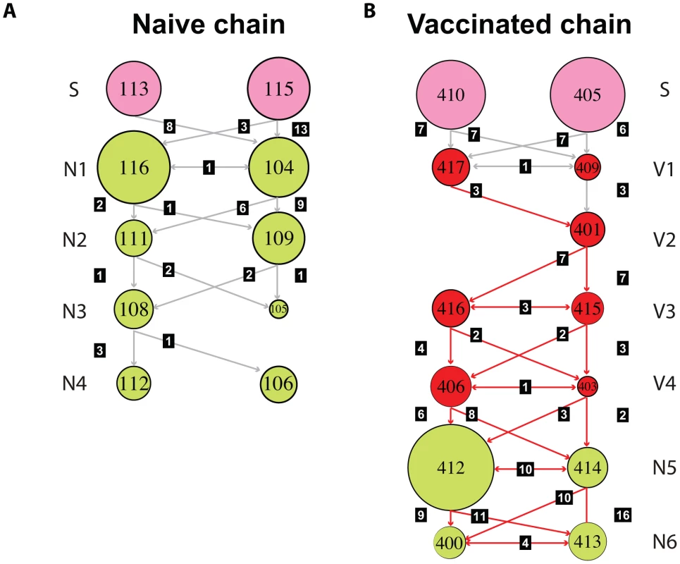 Transmission of multiple variants and mixed infections are common during infection of EA-SIV in pigs.