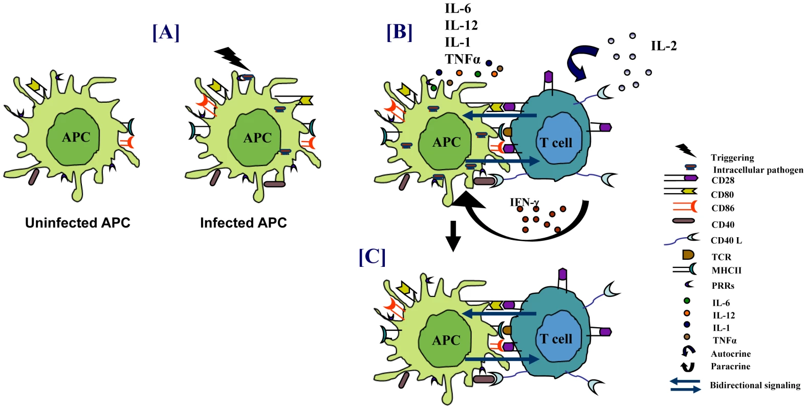 Immune response against intracellular pathogens.