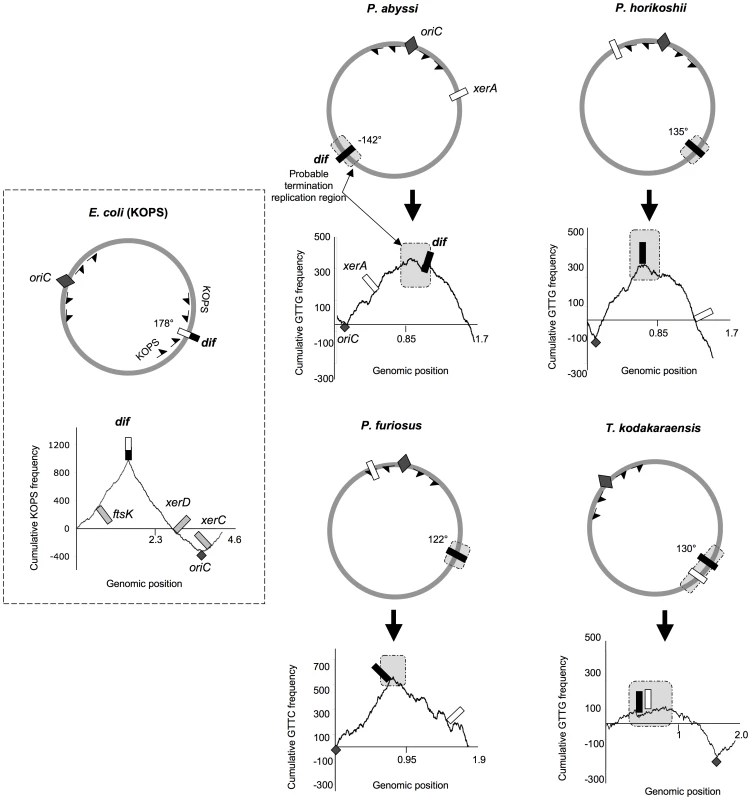 Genomic localization of <i>dif</i> sites and <i>xer</i> genes.