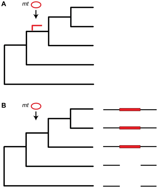 Dating <i>numt</i> insertion.
