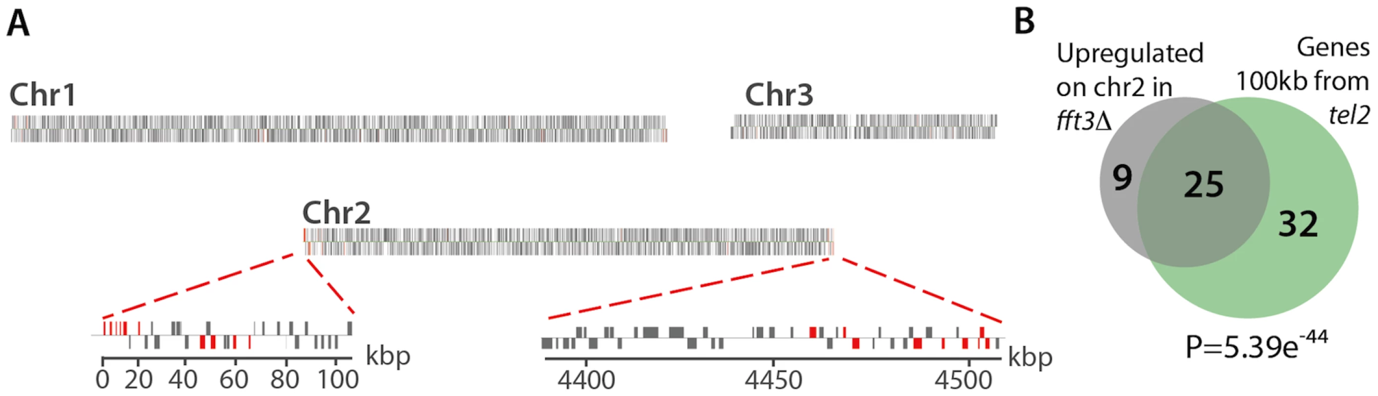 Fft3 is required for silencing of subtelomeric genes.