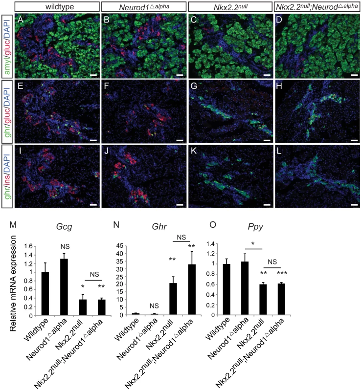 Alpha cells are not rescued with deletion of <i>Neurod1</i> in glucagon+ cells, in the absence of Nkx2.2.