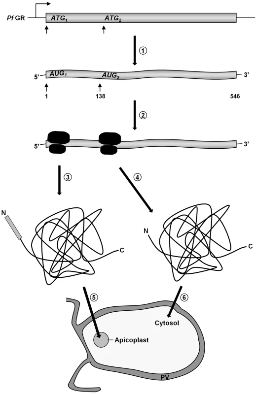 A schematic representation of GR distribution in <i>P. falciparum</i> by ATI.