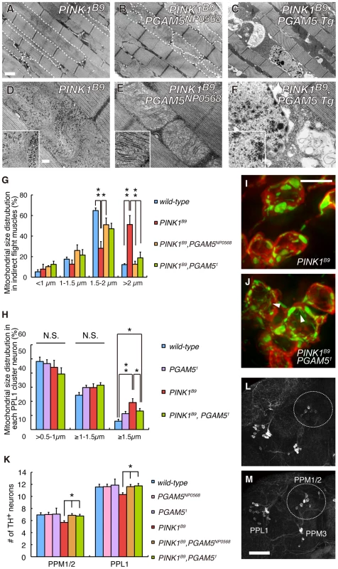 Loss of <i>dPGAM5</i> improves degeneration of the mitochondria and DA neurons caused by <i>dPINK1</i> inactivation in <i>Drosophila</i>.