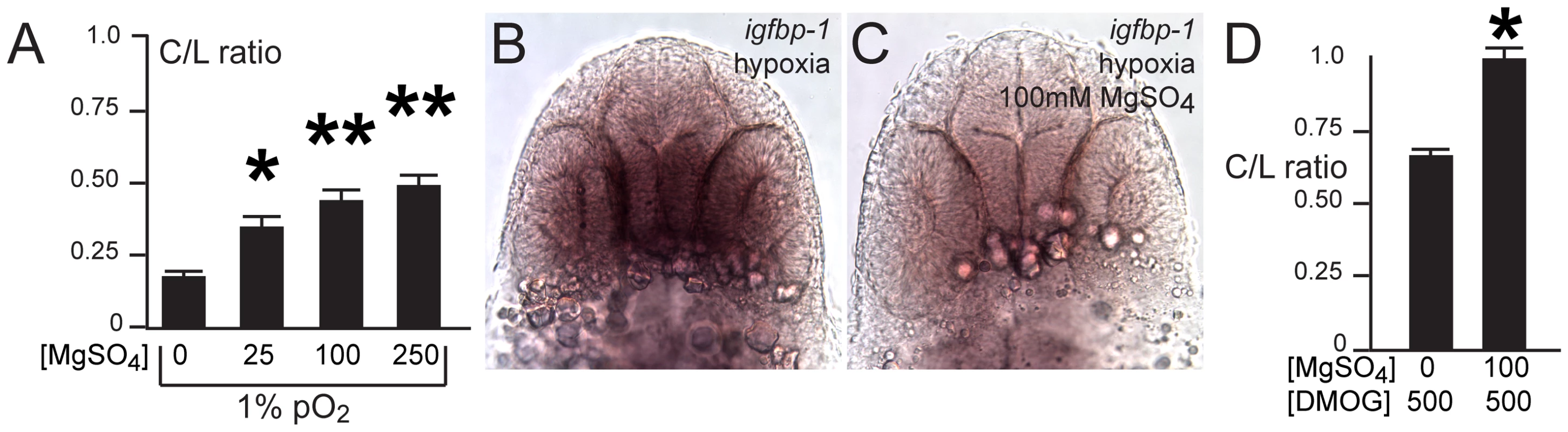 Magnesium sulfate administration protects against hypoxia-related axon pathfinding defects.