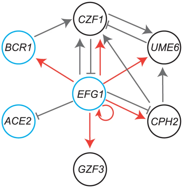 Comparison of the <i>C. parapsilosis</i> biofilm network with <i>C. albicans</i>.