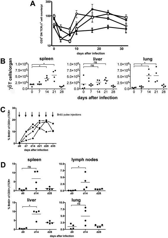 γδ T cells proliferate in the peripheral blood and in target organs after infection.