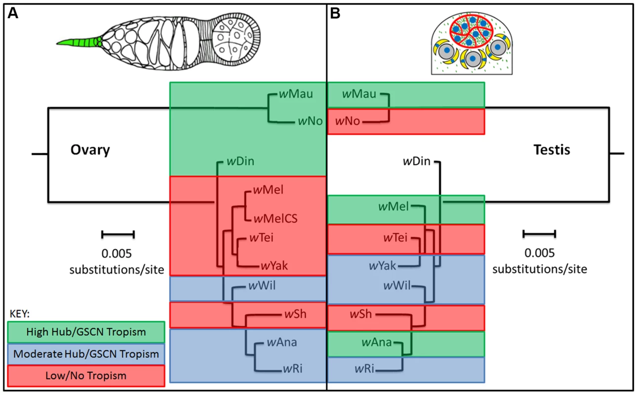 Comparison of evolutionary conservation of niche tropism in males and females.