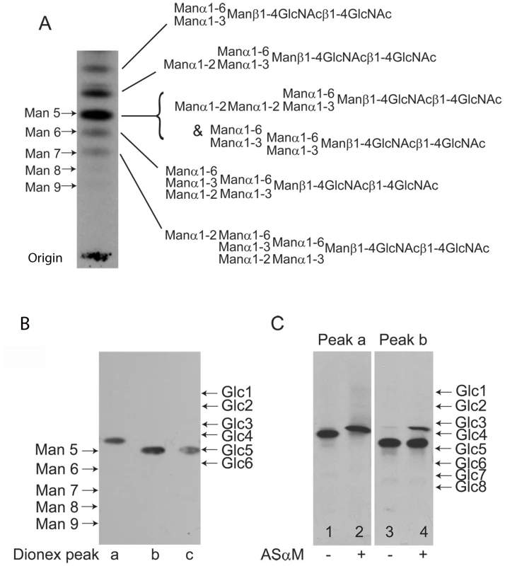 Fluorographs of HPTLC analyses of released and radiolabeled N-glycans from purified TfR.