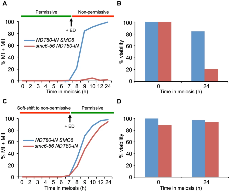 The Smc5/6 complex performs its most critical functions at the time of joint molecule resolution.