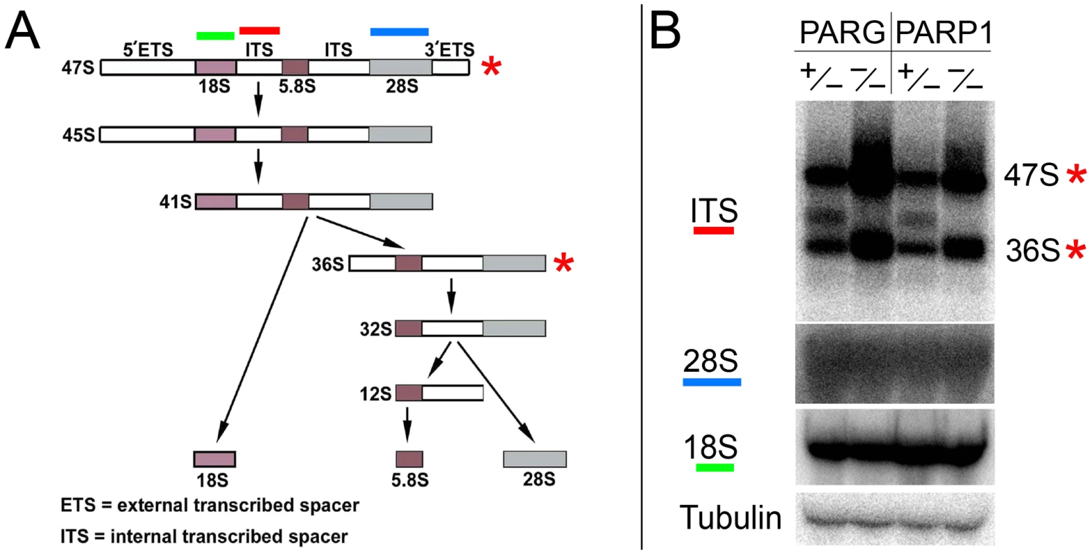 Production of rRNA intermediates increases upon disruption of PARP1 or PARG activity.