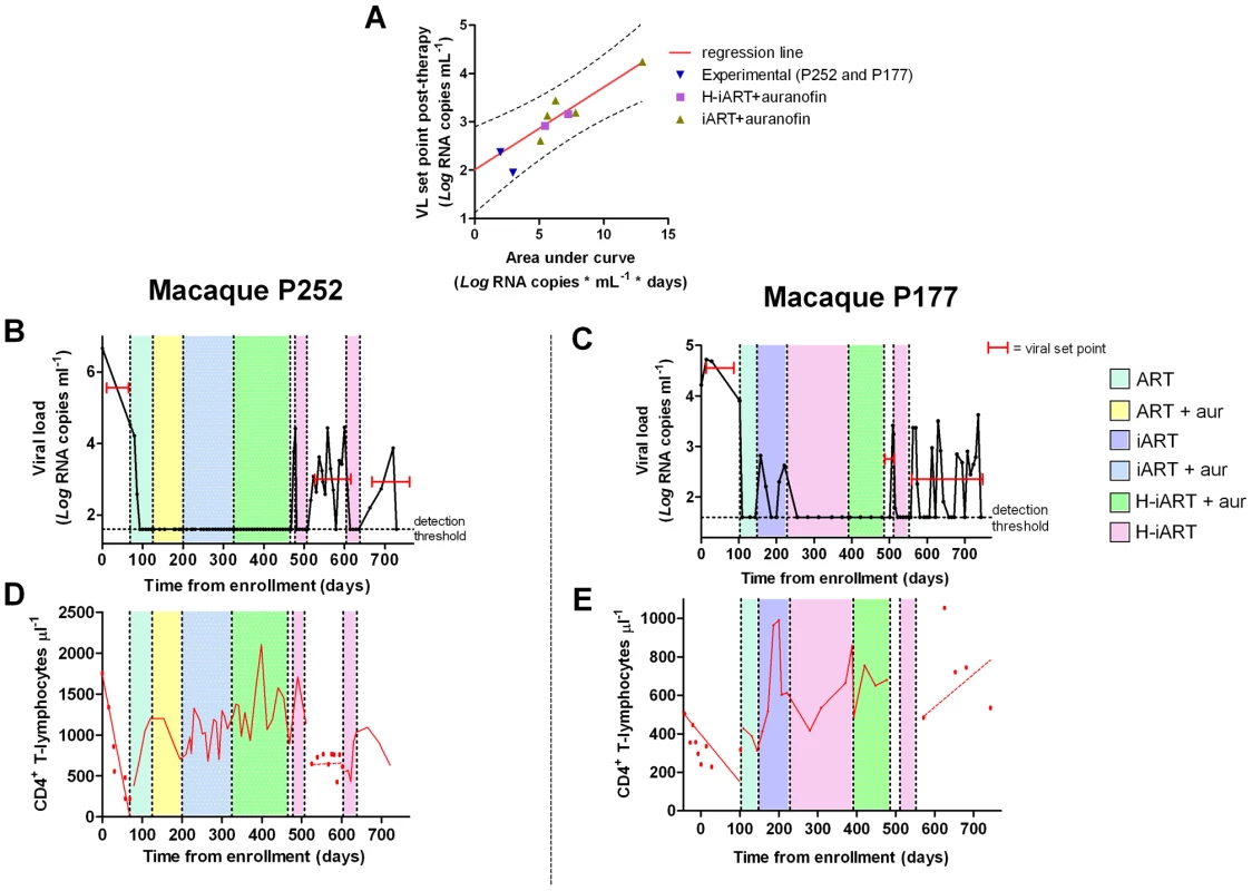A short cycle of H-iART at viral rebound after structured treatment interruption improves the effects of auranofin-based anti-reservoir therapies on the eventual viral load set point.